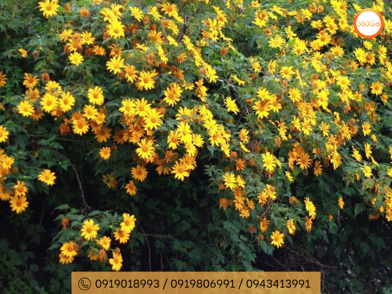 Ngắm hoa dã quỳ Đà Lạt mang đến những cảm xúc đặc biệt - Du lịch 360Go